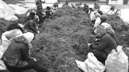 ɽɽγҩֲաӹΪһĲҵ