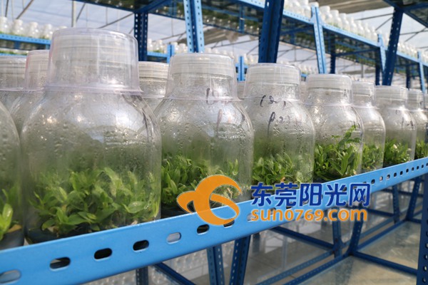 广东东莞东坑铁皮石斛种植基地获专项资金补助10万元