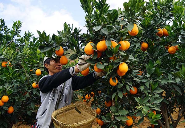 12��20�գ�����ŭ������ˮ��������Сɳ�Ӹ���԰ְ���ڲ�ժ���١�