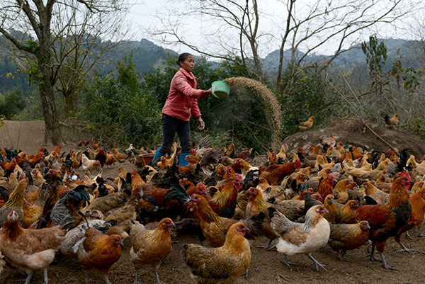 ¹ãÎ÷ÈÚ°²£º¾«×¼·öÆ¶ÍÆ¹ã¡°´óÆÂÍÁ¼¦¡±ÖúÅ©ÃñÍÑÆ¶