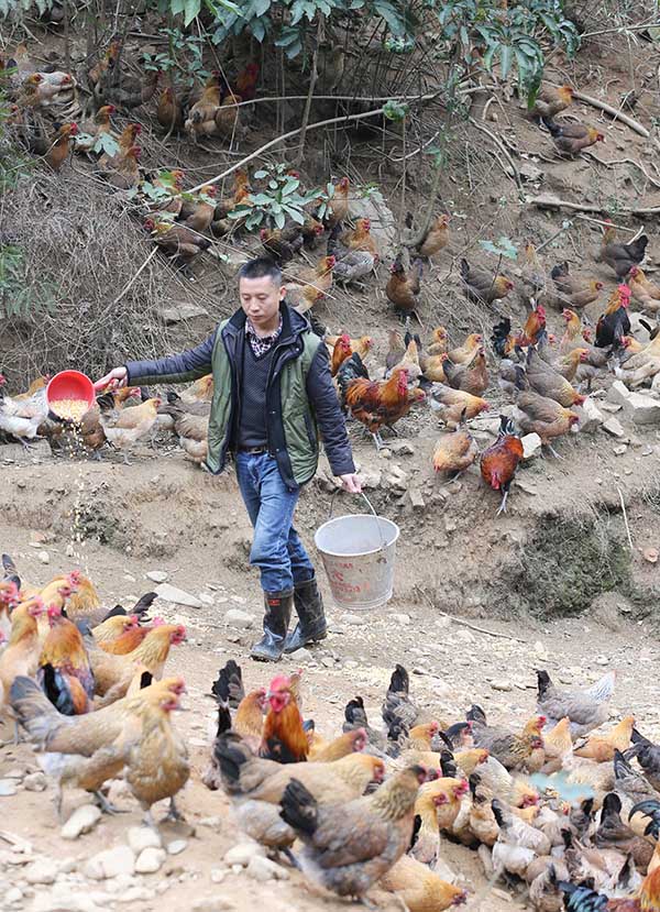 12ÔÂ19ÈÕ£¬¹ãÎ÷ÁøÖÝÊÐÈÚ°²ÏØ´óÆÂÏçϸ£´åÍÁ¼¦ÑøÖ³»§»ÆÎıóÔÚ¸ø¼¦Î¹Ê³¡£