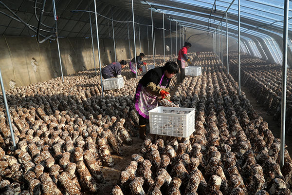 �ӱ��ػʵ��ƽ�ʳ�þ���չ��ũ����