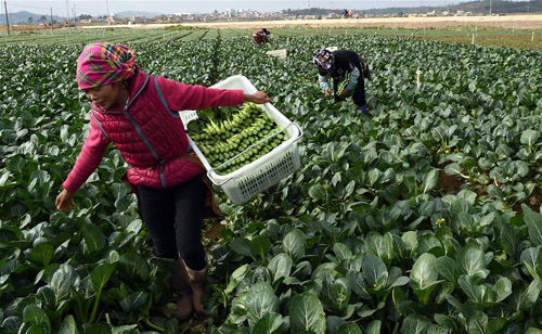 ɽ���淶����ֲ��Ʒ�߲�Զ�������