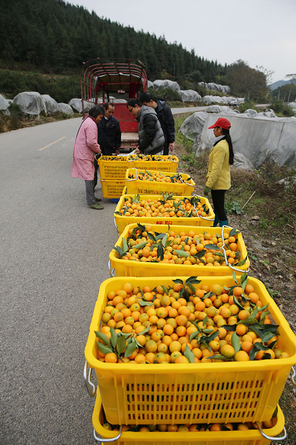 12��19�գ��ڹ����������ڰ��ش����̶�壬��ũ�Ѳ�ժ�õĽ�۰��˵���·��׼�����ˡ�