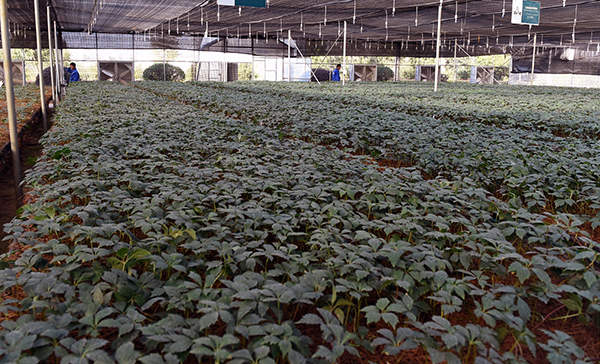 ����12��21�������������������ֲ�����������������䷽����ʾ������