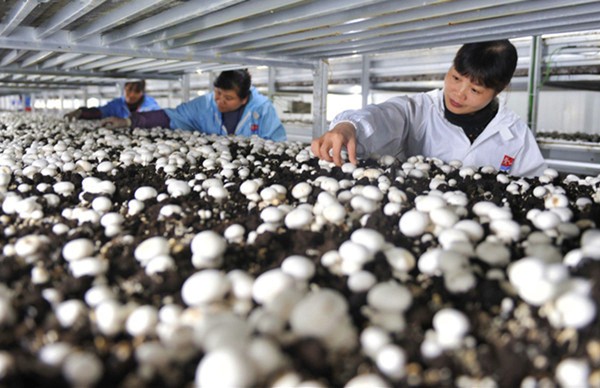 1222գںɽʳþȲҵ԰ڲժ˫߹