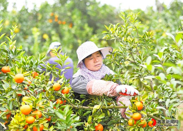 江西“赣南红”杂柑采摘上市
