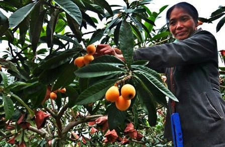 冬天到了 四川攀枝花枇杷成熟了