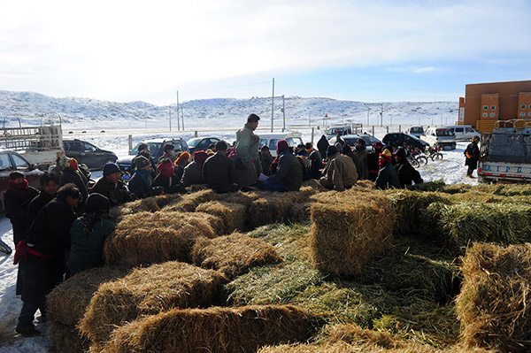 四川红原:越冬饲料助牧民度寒冬