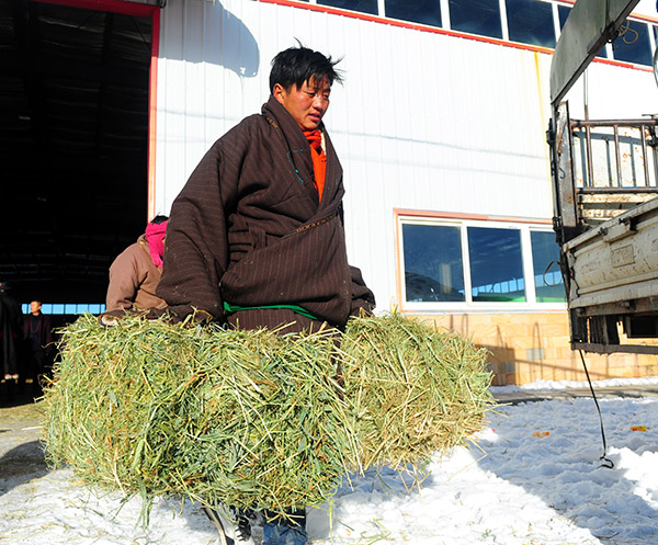 12月23日,四川阿坝红原县牧民在搬运青干草。