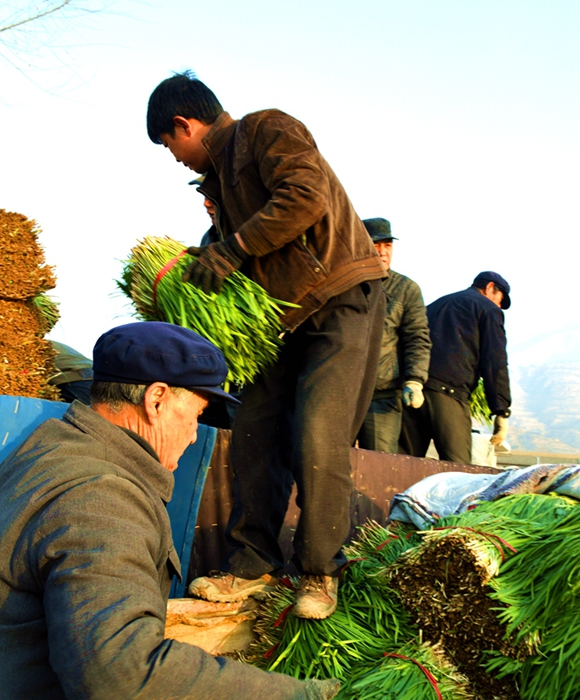 ɽɽС²˳ΪȺ¸ġӡ