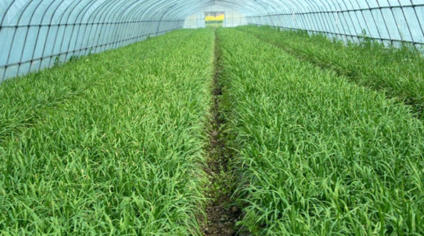 ɽɽС²˳ΪȺ¸ġӡ2