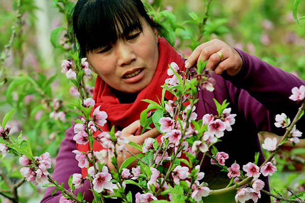 1224գӱʡׯҴũΪ辰һ֦