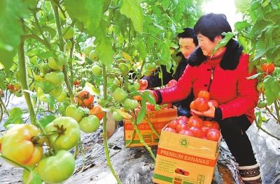 12��27�գ���ɽ����ˮ���ִ�ũҵ�Ƽ�ʾ��԰�ڣ�ũ�������ջ���������