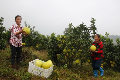 重庆合川:重构发展新脉络 重塑农业“新主角