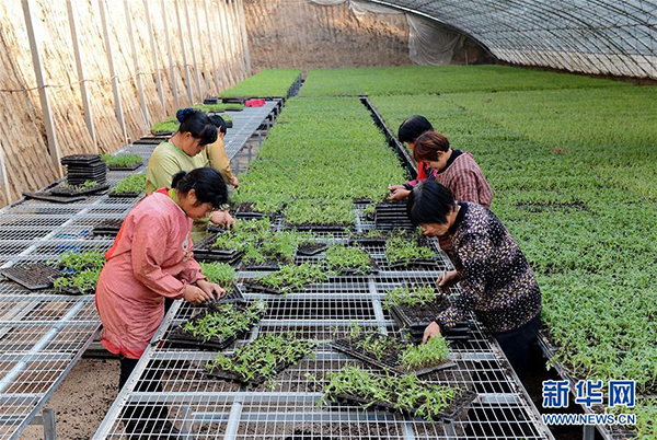 12月29日,河北省高邑县鄗丰蔬菜专业合作社的菜农在育苗棚内栽培瓜菜幼苗。