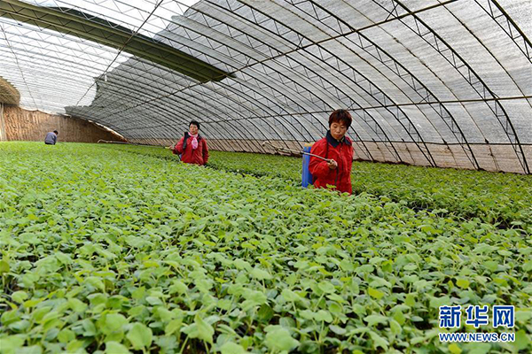 12月29日,河北省高邑县鄗丰蔬菜专业合作社的菜农在育苗棚内给瓜菜幼苗浇水。