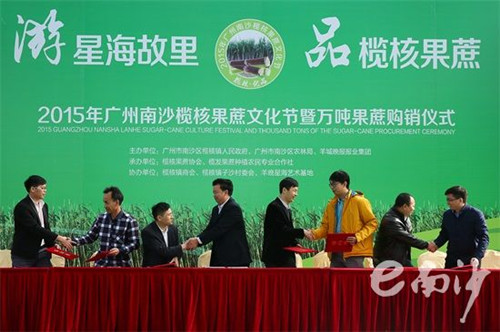 广东广州市南沙区榄核镇果蔗种植文化韵味渐浓