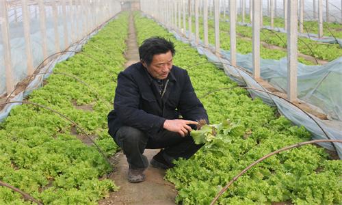 山东梁山“互联网+”助农民蔬菜经济增收