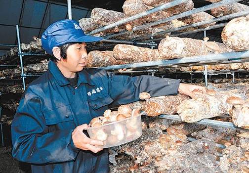 甘肃陇西县香菇喜迎丰收