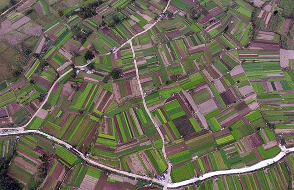 海南:冬日田间绿意浓