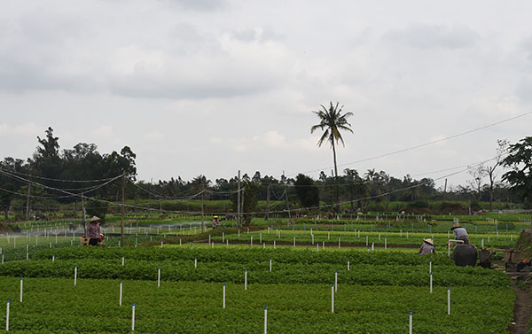 1月7日,农民在海南儋州市王五镇白泥洋常年瓜菜基地辛勤劳作。
