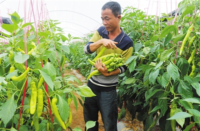 海南昌江引进高产荷兰辣椒成功