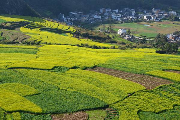 ������ƽ�Ͳ˻���