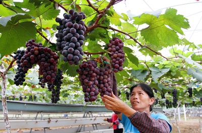 广西柳州“呦呦鹿鸣”“三江茶产业”上榜特色农业示范区