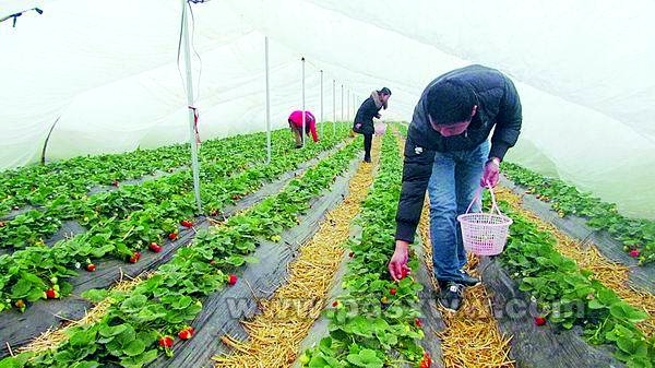 ����ƽ��ɽ����һ��һƷ��������