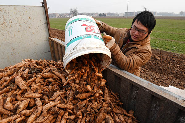 1月12日,武陟县北郭乡下庄村的村民将采收的地黄装车。