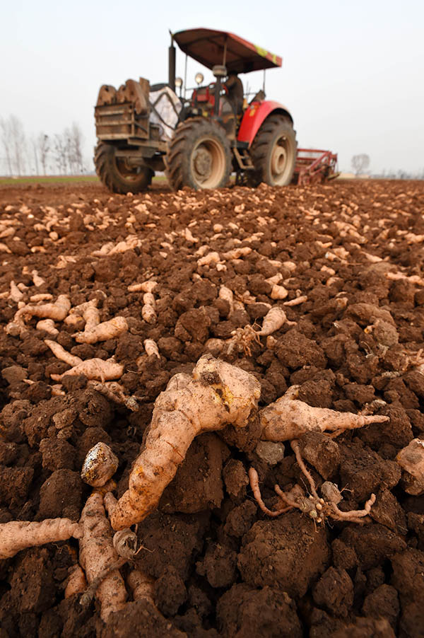 1月12日,武陟县北郭乡下庄村的村民在采收地黄。