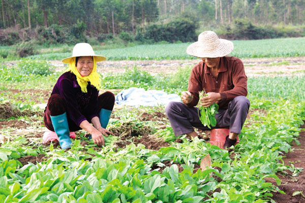 �����ٸߣ��ϲ˷��� ��������