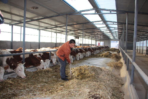 甘肃高台县合黎镇草蓄产业蓄势迸发托起致富路