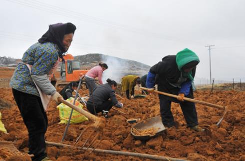 贵州威宁县乌蒙山上种参忙 精准扶贫奔小康