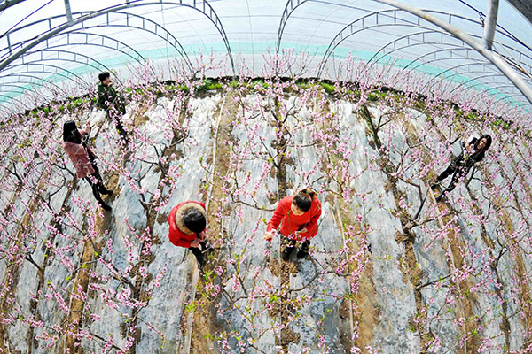 �ӱ���̨�أ���̬����ũҵ��ũ����