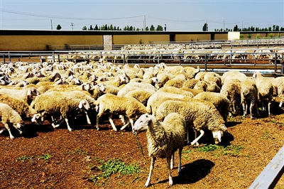 ��ģ��������ֳ