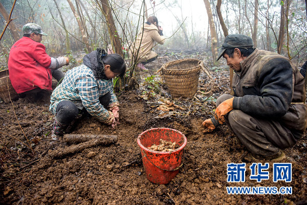 Զͷɽһðŷѩ顣