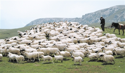 青海:生态优先贯彻农牧业发展