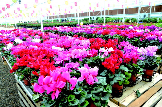 甘肃酒泉:泰禾花卉苗木繁育基地