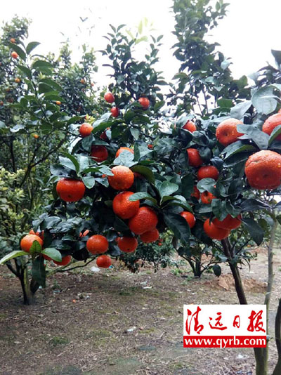 广东英德5万亩砂糖桔滞销