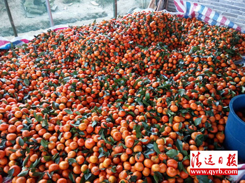 罗社清种植的砂糖桔亟待出售。(受访者供图)