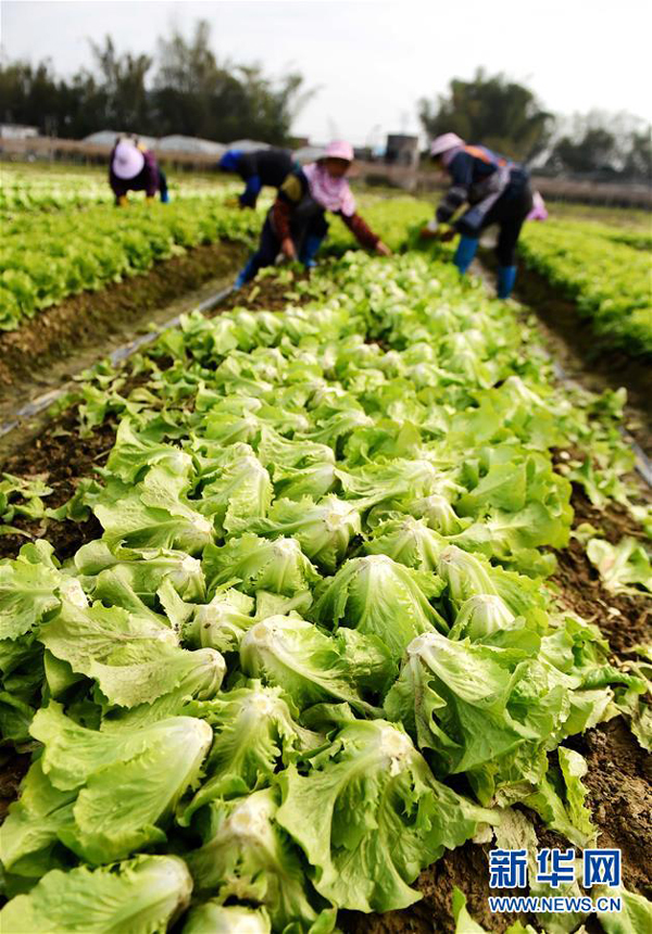 广西农民冰冻灾后忙自救