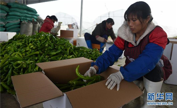 1月25日,贵港市港北区庆丰镇高桥村高坡屯农民将收获的3000多公斤辣椒打包,准备运往深圳市场。
