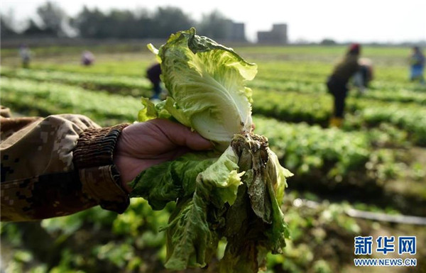 在贵港市港北区大圩镇东塘村顺阳蔬菜基地,大部分蔬菜的根部已被冻坏(1月25日摄)。
