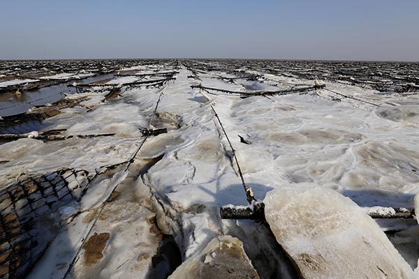 江苏连云港:数万亩紫菜因海冰严重受损