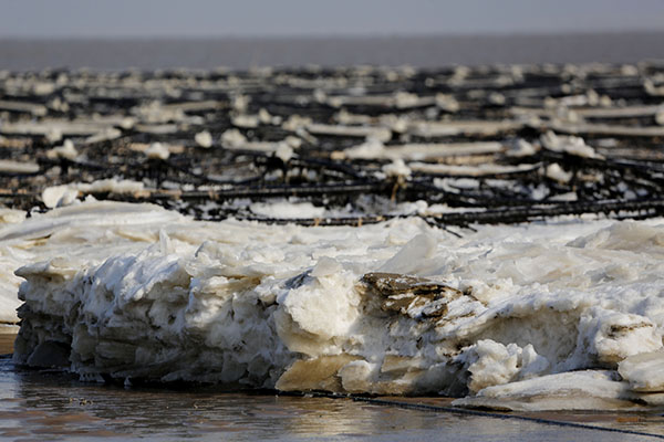 1月24日在我国紫菜主产区江苏连云港市海州湾沿海拍摄的被海冰覆盖的紫菜。