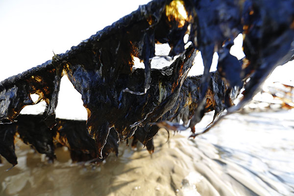 1月24日在我国紫菜主产区江苏连云港市海州湾沿海拍摄的被海冰覆盖的紫菜。