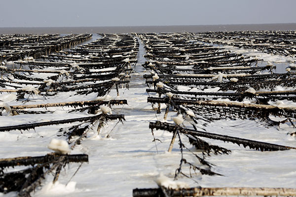 1月24日在我国紫菜主产区江苏连云港市海州湾沿海拍摄的被海冰覆盖的紫菜。