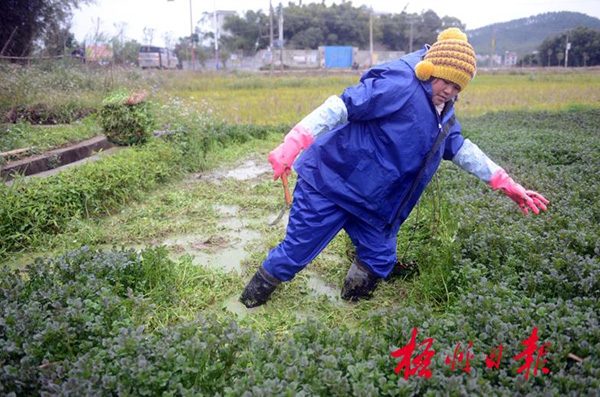 广西梧州:时令果蔬生产供应受低温冻雨影响大